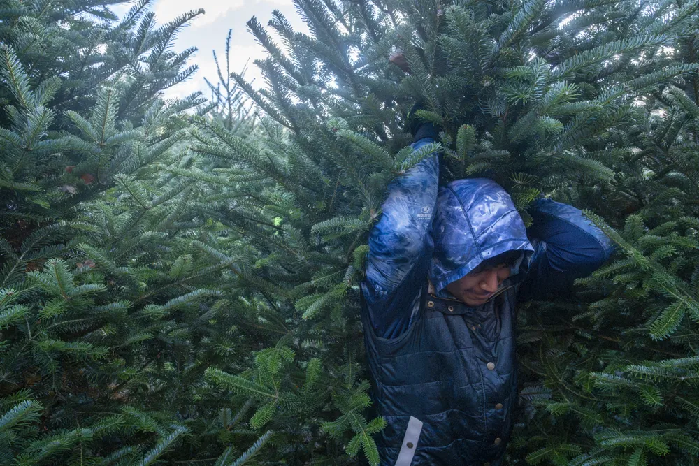 A Mexican Seasonal Farmworker hauls a Christmas tree down to the truck on a Christmas tree farm in Western North Carolina. For the month of November Mexican Seasonal Farmworkers spend upwards of 18 hours a day harvesting Christmas trees across the mountains of Western North Carolina.