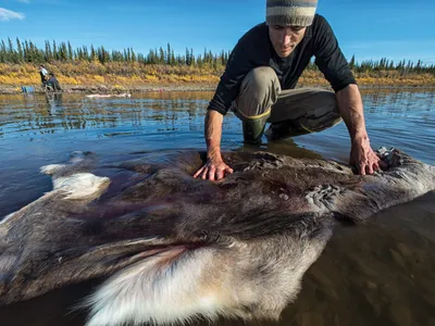 Jeffrey Peter cleaning caribou hide