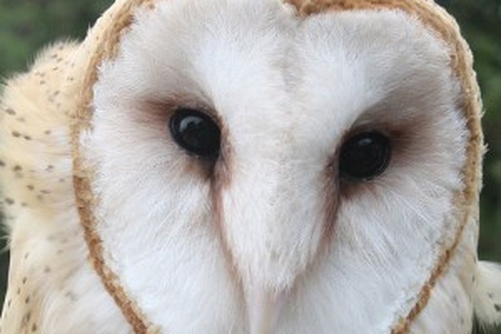 20110520102346barnowl-300x251.jpg