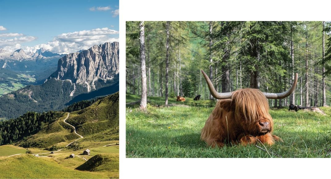 mountains and cow