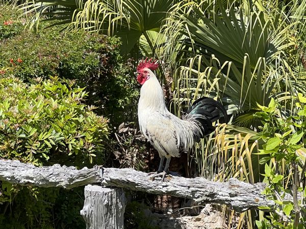 Resort Rooster thumbnail