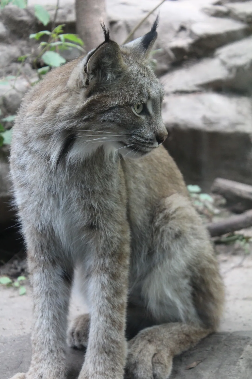 A small Canada Lynx observing. | Smithsonian Photo Contest ...