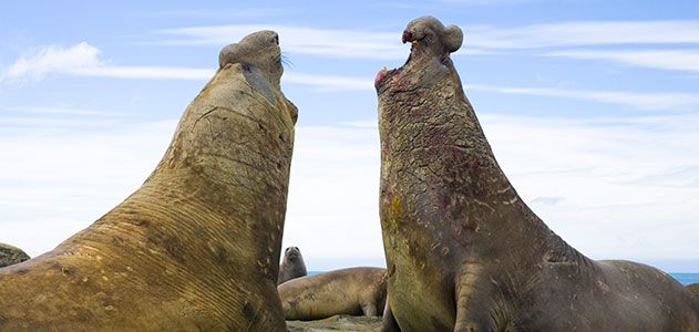 Big Southern elephant seal bulls