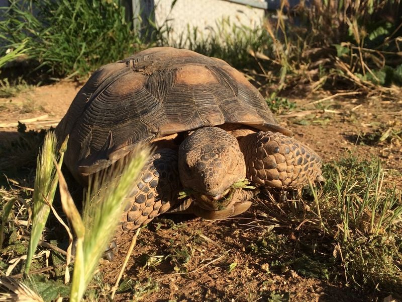 The eye of the tortoise | Smithsonian Photo Contest | Smithsonian Magazine