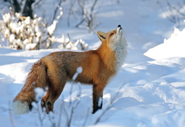 Fox sniffing thumbnail