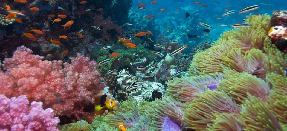  Tropical fish and coral, the Great Barrier Reef 