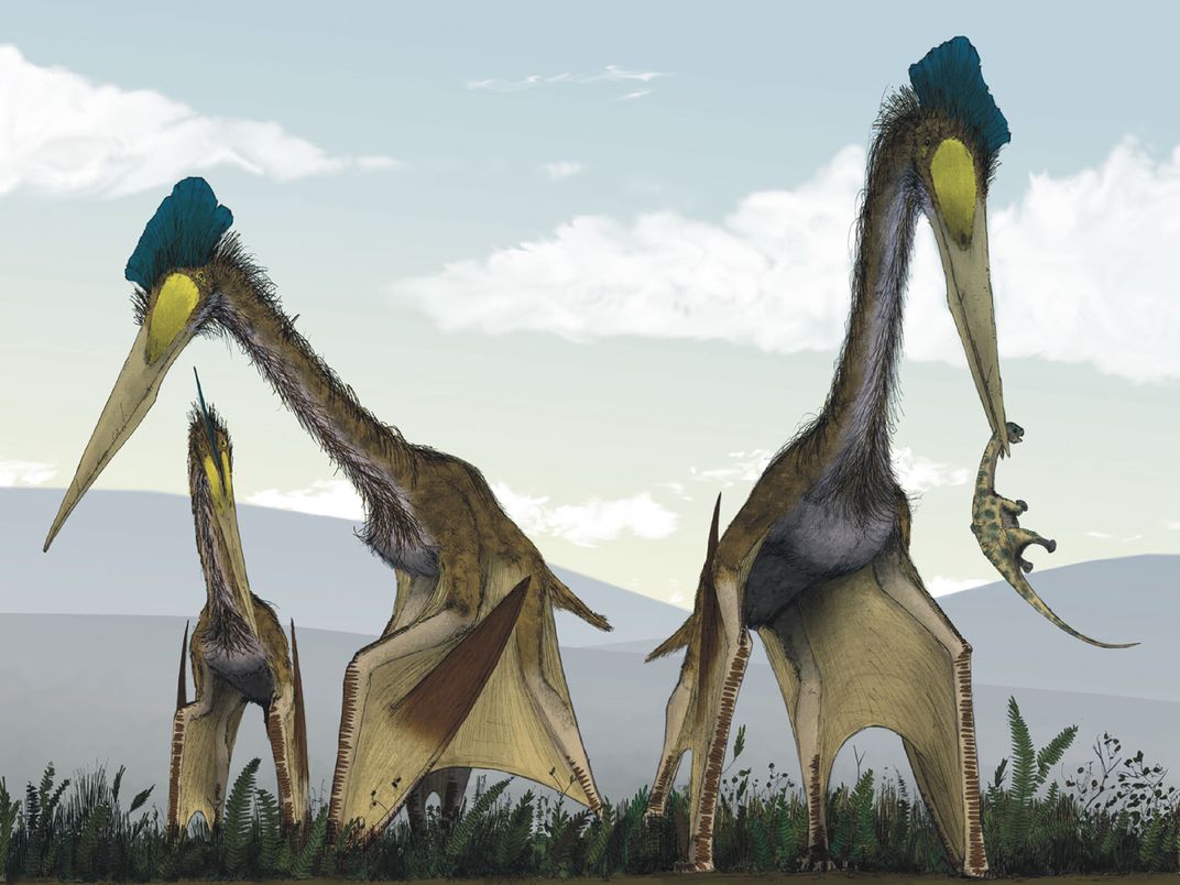 A bizarre dinosaur informs feather evolution