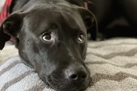 The muscles that allow for the &quot;puppy-dog eyes&quot; in domestic dogs is undeveloped in wolves, suggesting that the adorable look evolved to captivate humans. (Pictured: The author&#39;s dog, Smoky.)