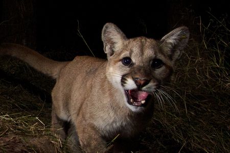A mountain lion kitten in Malibu Creek State Park.