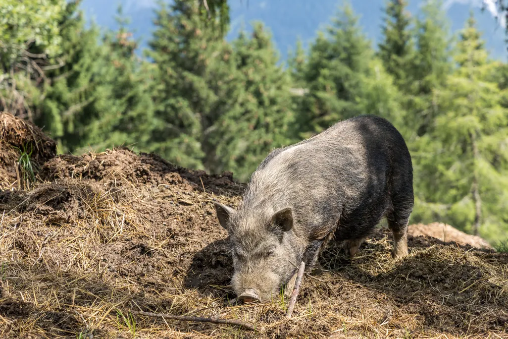 A wild pig foraging on the ground