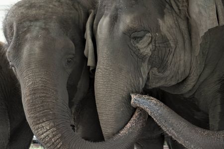 Elephants Kelly Ann and Mable are eligible to move to the White Oak Conservation Center north of Jacksonville, Florida.