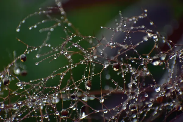 Raindrops formed on the thin branches of an elder tree thumbnail