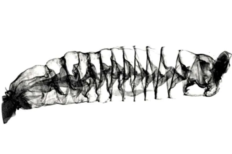 A CT scan of the spiral intestine of a Pacific spiny dogfish shark