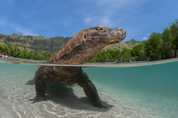 Thermoregulation thumbnail