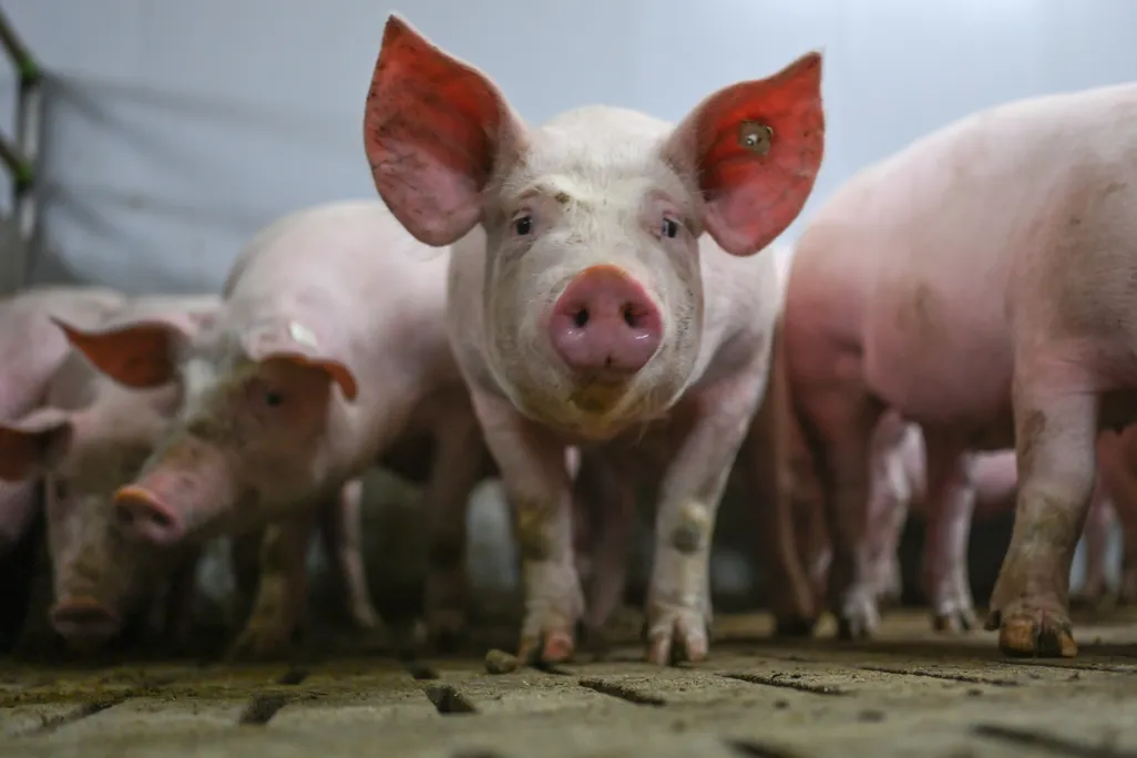 Row of pink pigs looking at the camera