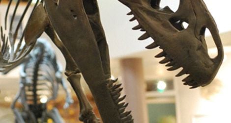 Allosaurus, on display at the CEU Museum in Price, Utah