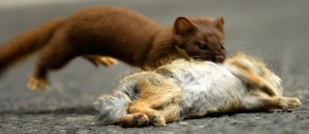 Short-tailed Weasel