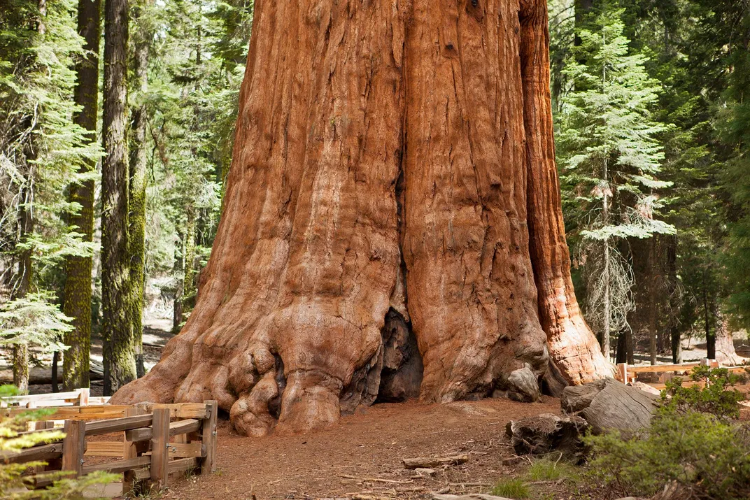 General Sherman, Sequoia Tree