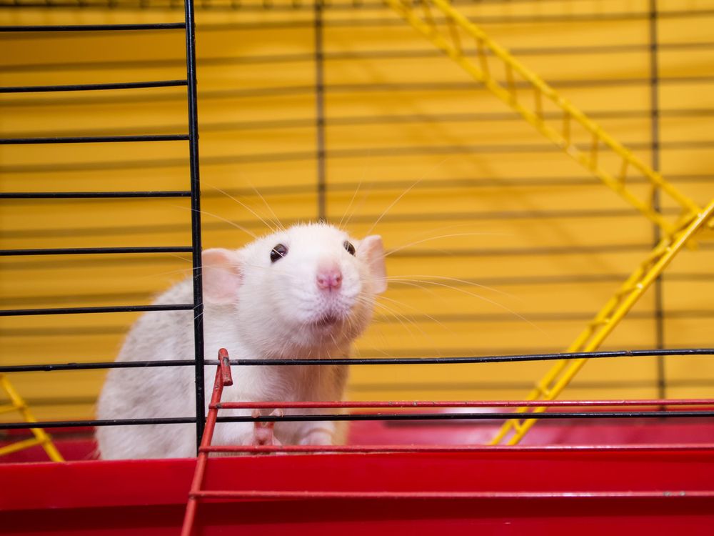 How to Clean Up After Rodents, Healthy Pets, Healthy People