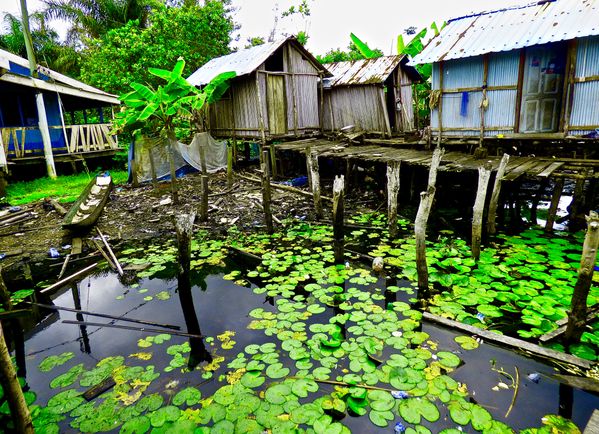 Lily Pads Graced the Waters of the Nzulezo Stilt Village thumbnail