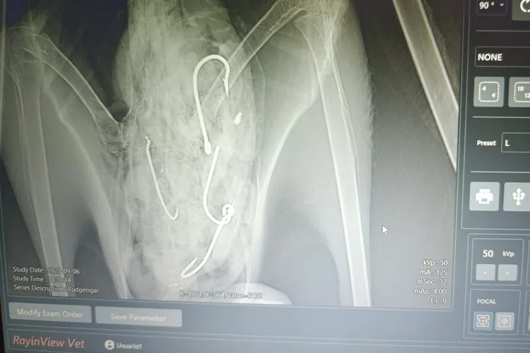 X-ray showing objects inside a large bird