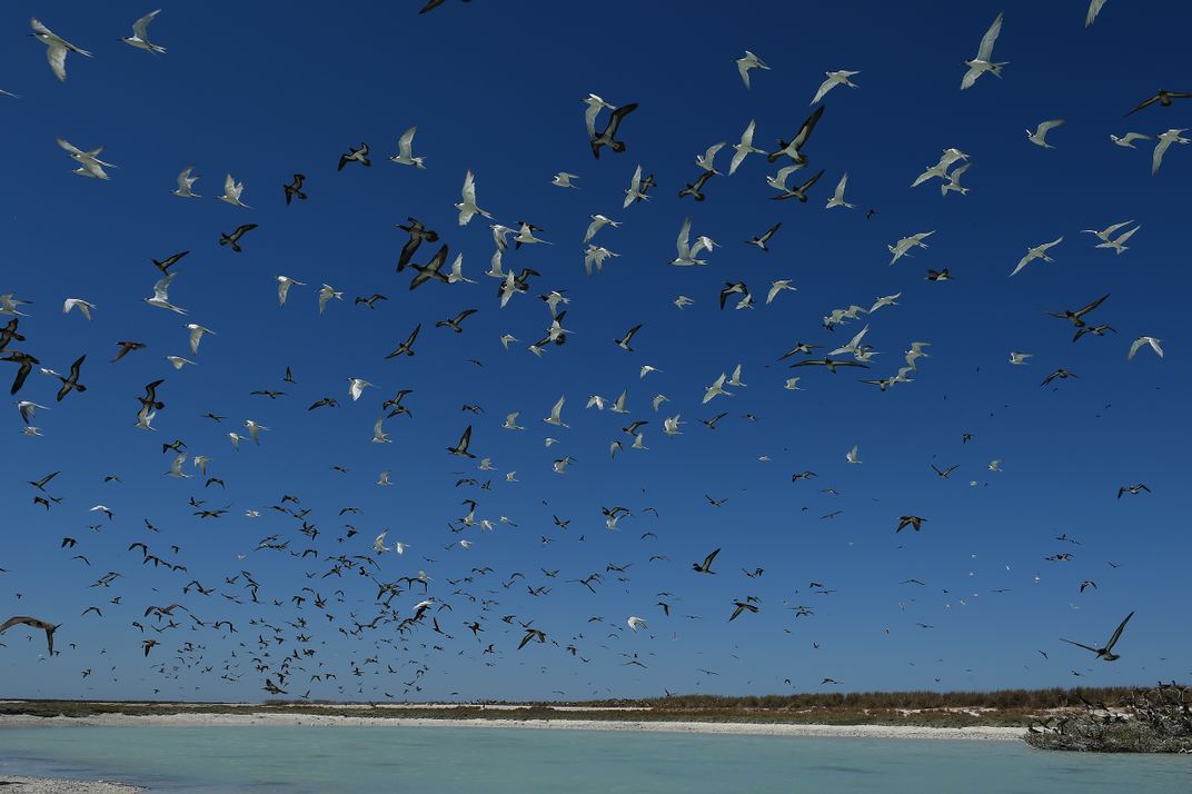 Thousands of seabirds come to nest on the Lacepedes Islands.