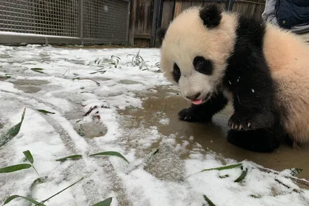 Giant panda cub Xiao Qi Ji experiences snow for the first time just beyond his indoor exhibit on Sunday. Though he did not venture further, his parents Mei Xiang and Tian Tian played around outside.