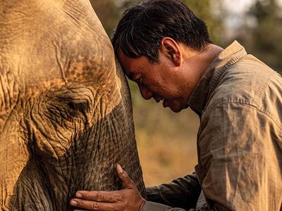 social media Smithsonian associate Aung Myo Chit soothes an elephant
