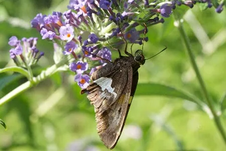 The silver spotted skipper butterfly is one of the most common butterflies caught during the census.