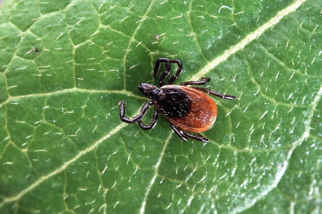 An image of a deer tick sitting on a green leaf.