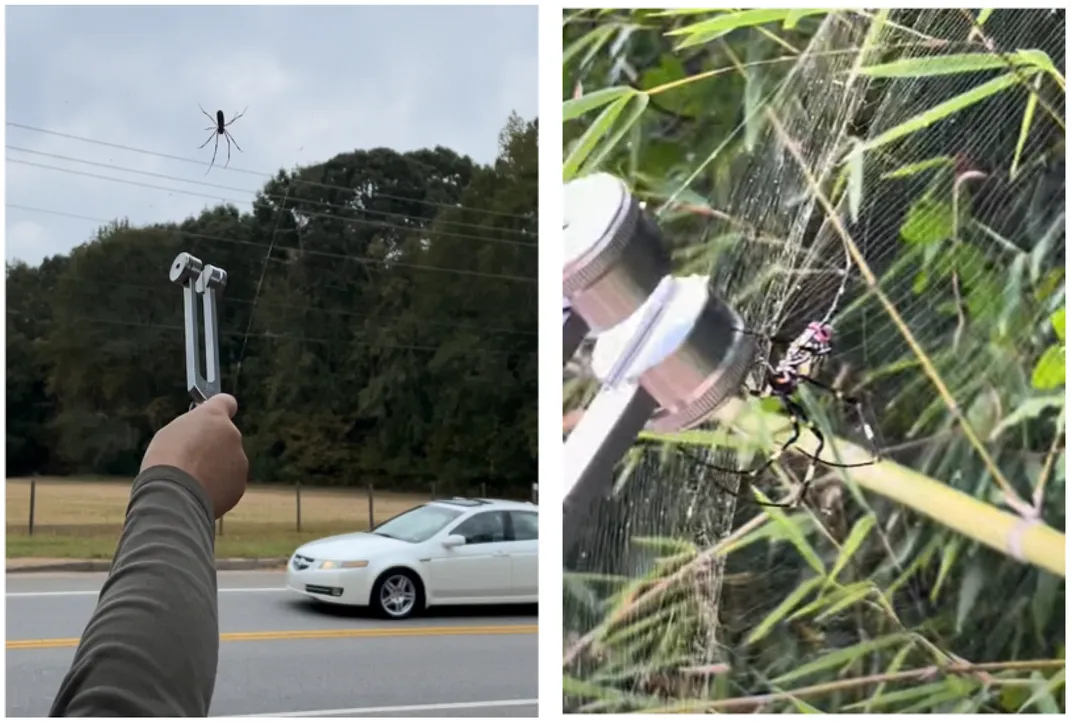 Two images, side-by-side; on the left, an outstretched arm holds a tuning fork to a spider web, with a Joro spider resting on it. On the right, a close-up of a joro spider sitting in its web with the tuning fork right beside it