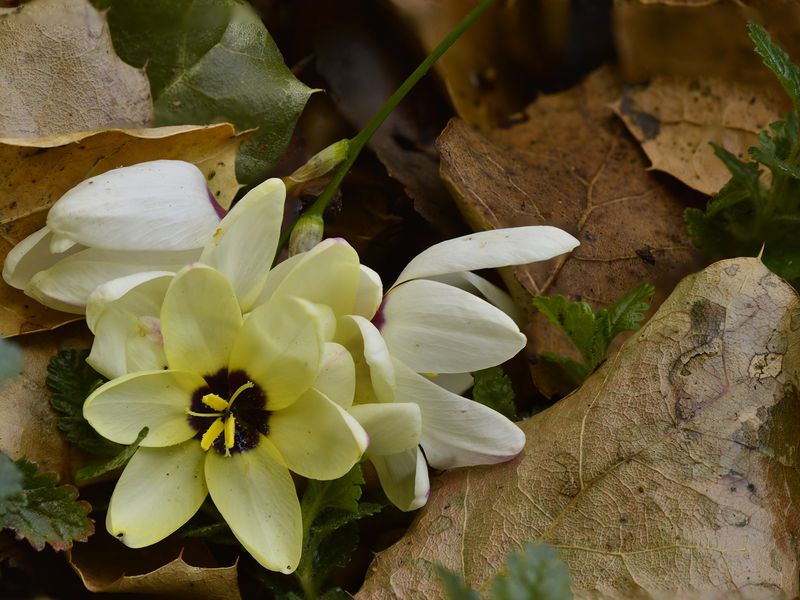 African corn lily with oak leaves Smithsonian Photo Contest