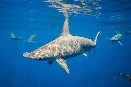 Scalloped hammerhead sharks off the Kona coast of the Big Island of Hawaii