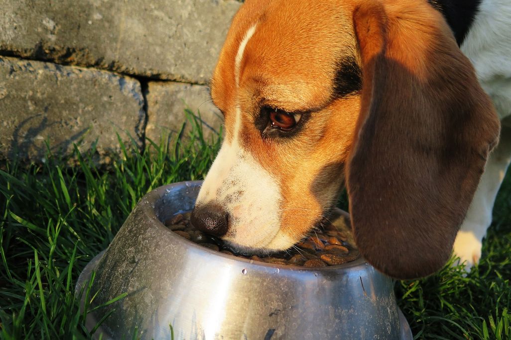 A close-up shot of a beagle eating kibble out of a stainless steel bowl. The dog is eating outside in the grass with a stone wall behind it. 