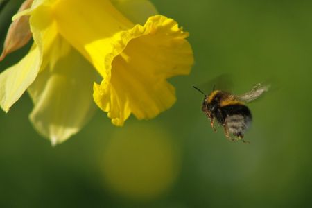 Could your next teacher be a bumblebee? 