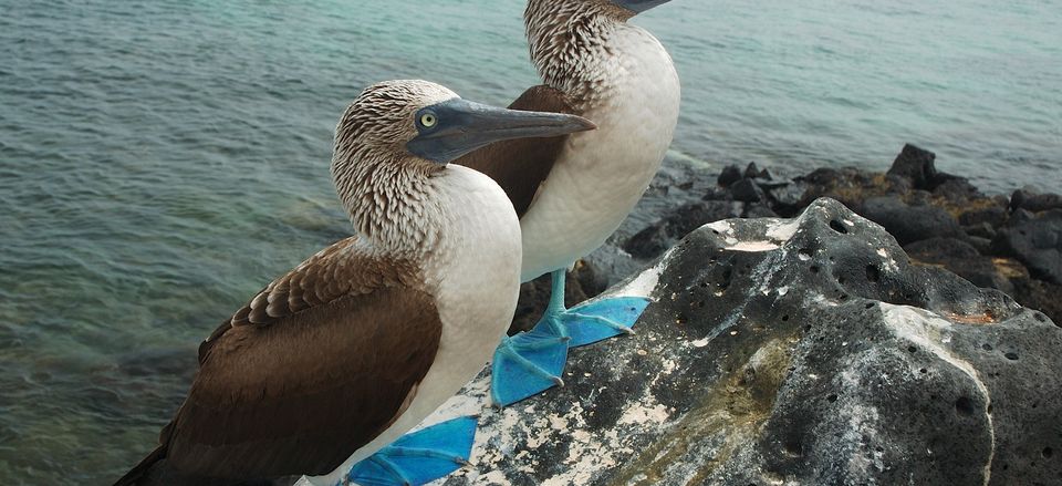  A pair of blue-footed boobies 