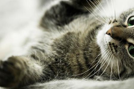 Domestic cats are the most popular pet in America, numbering some 80 million.