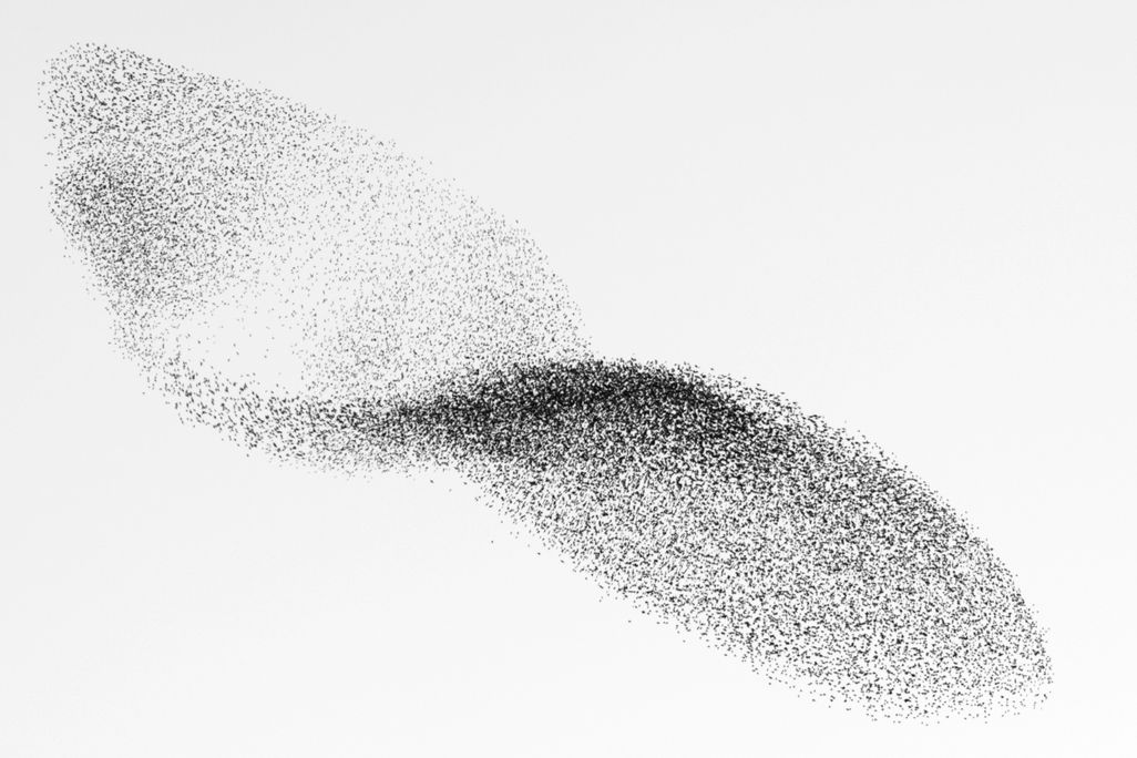 SEPT14_Starlings