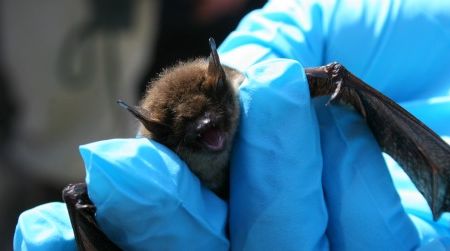 A little brown bat with symptoms of white-nose syndrome