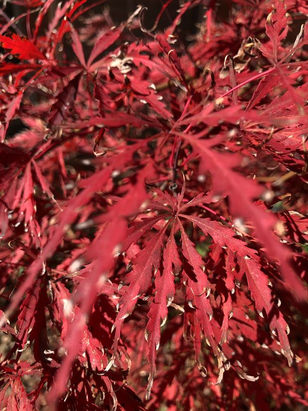 japanese maple in fall radiance thumbnail