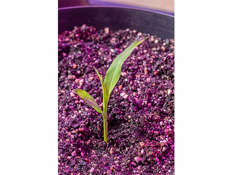 plant in pink-tinted soil