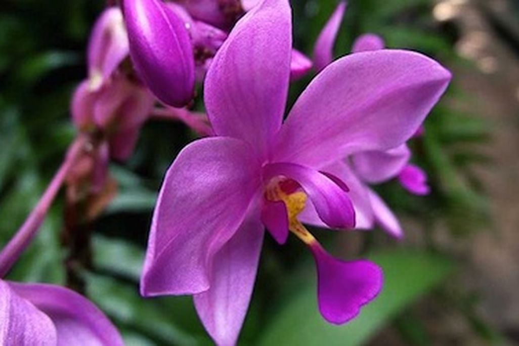 Orchids of Latin America Family Day