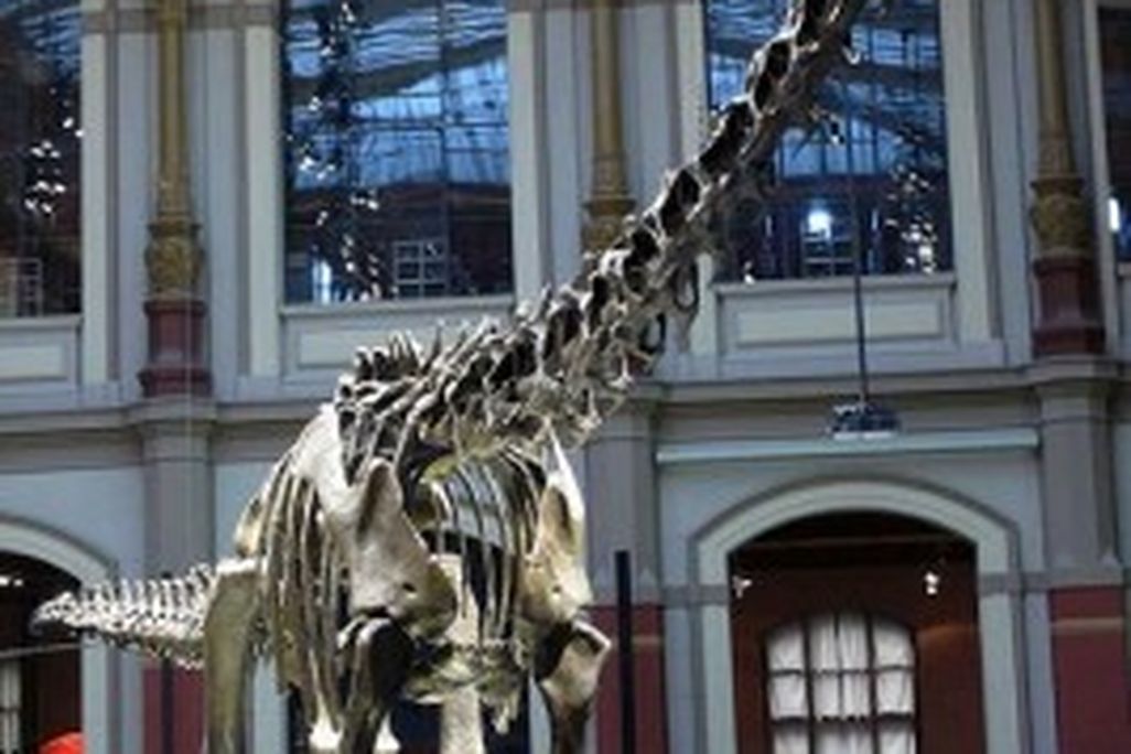 20110520083126diplodocus_carnegiei-267x300.jpg
