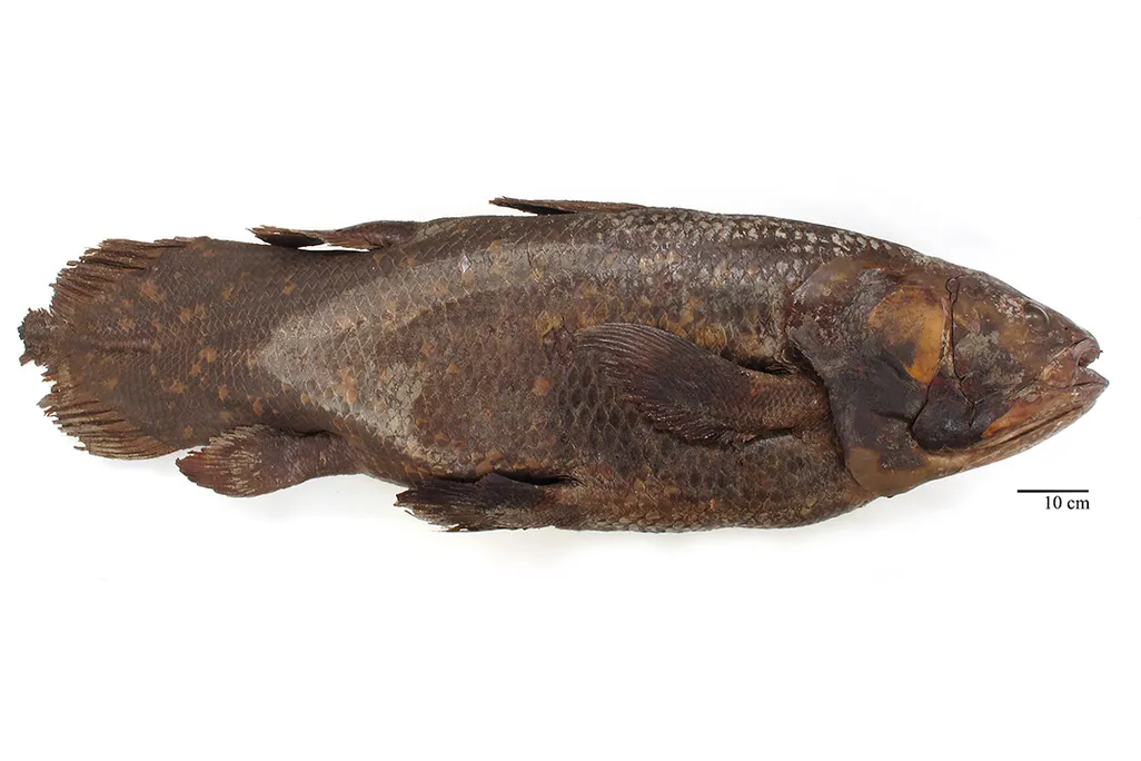 Coelacanth