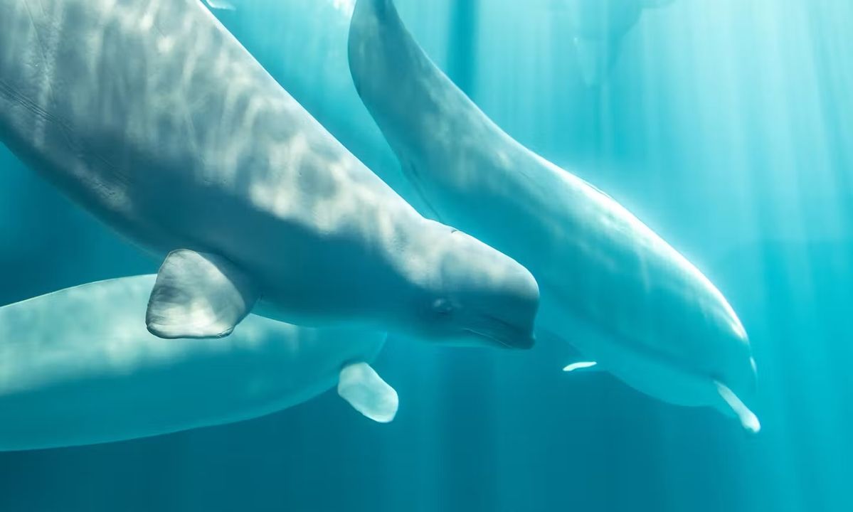 Four beluga whales that were rescued from a shuttered marine park in Canada died over the past couple of months after dramatic transfers to new homes in other c
