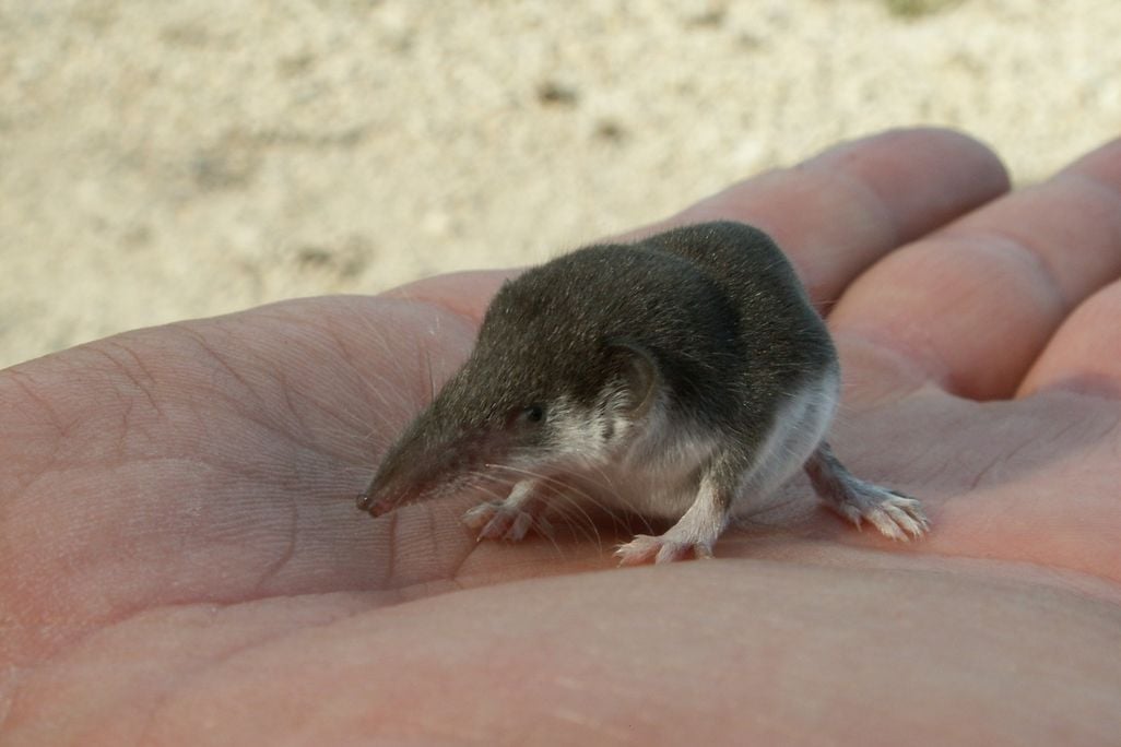 An image of a bicolored shrew sitting in someone's hand