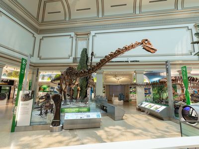Towering over the Fossil Hall is the plant-eating sauropod <em>Diplodocus,</em> which has been on display since 1931 and now is posed with tail in the air.