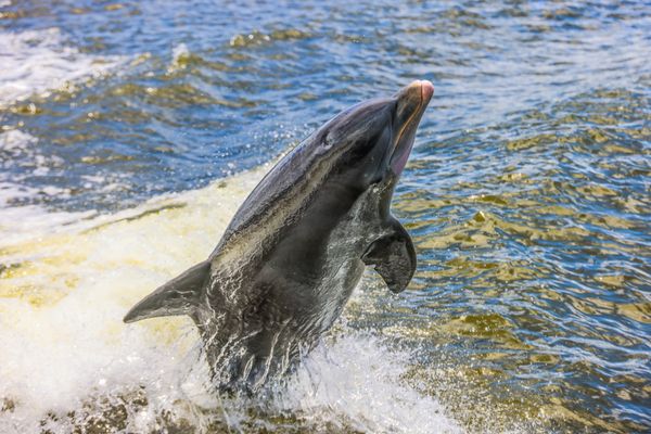 Let’s play together thumbnail