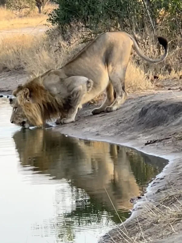 A lion at the watering hole. thumbnail