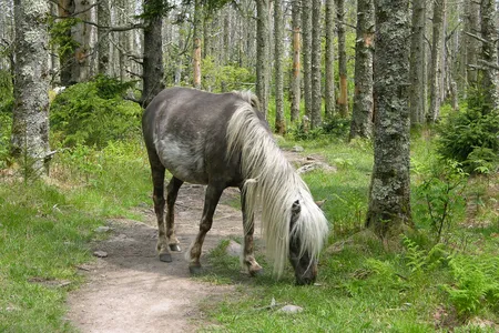 A wild pony blocks the trail.